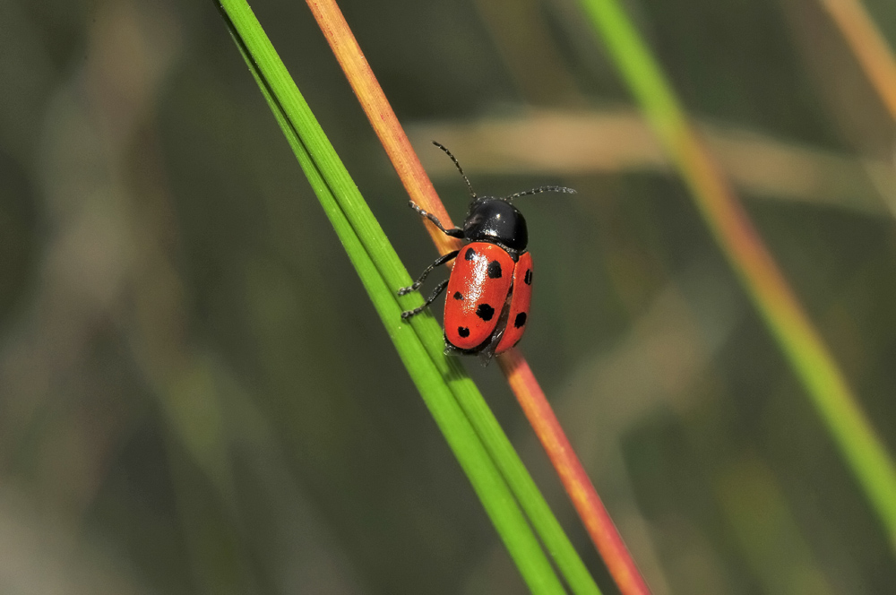 Cryptocephalus primarius